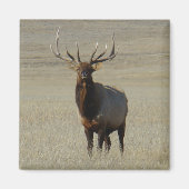 E59 Bull Elk Magneet (Voorkant)