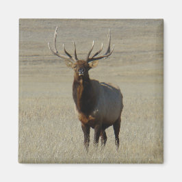 E59 Bull Elk Magneet