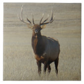 E59 Bull Elk Tegeltje (Voorkant)