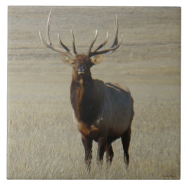E59 Bull Elk Tegeltje