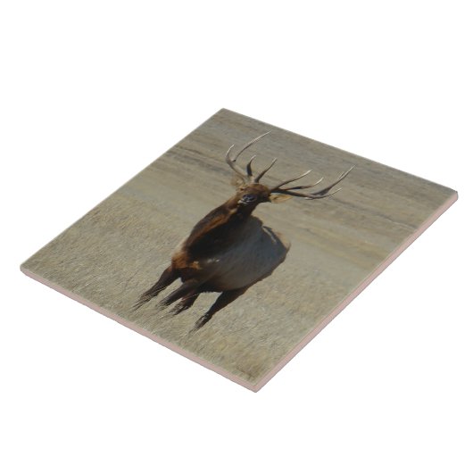 E59 Bull Elk Tegeltje (Zijkant)