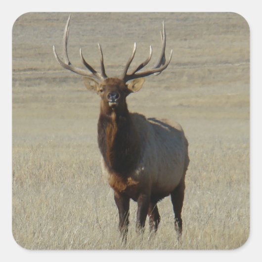 E59 Wapiti enorme stier Vierkante Sticker (Voorkant)