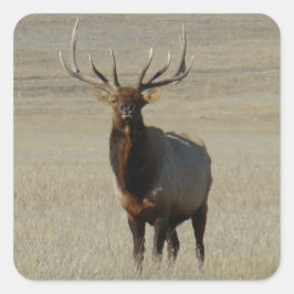 E59 Wapiti enorme stier Vierkante Sticker