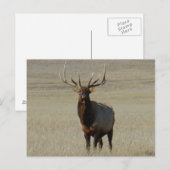 E59 Wapitihengst Grote Stier Briefkaart (Voorkant / Achterkant)
