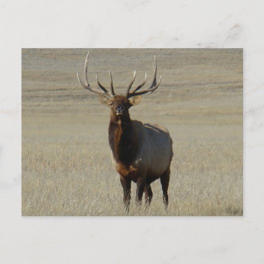 E59 Wapitihengst Grote Stier Briefkaart (Voorkant)