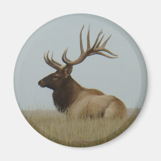 E5 Bull Elk Big Bull Magneet (Voorkant)