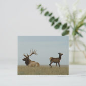 E5 Bull Elk en Yearling Briefkaart (Staand voorkant)
