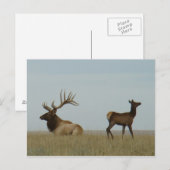 E5 Bull Elk en Yearling Briefkaart (Voorkant / Achterkant)