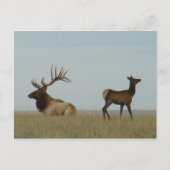 E5 Bull Elk en Yearling Briefkaart (Voorkant)