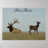E5 Bull Elk en Yearling Poster (Voorkant)