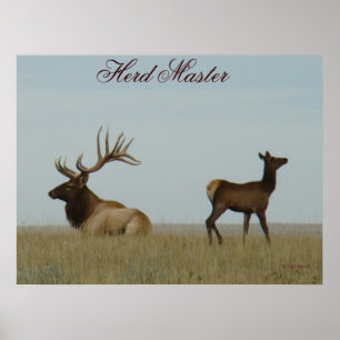 E5 Bull Elk en Yearling Poster