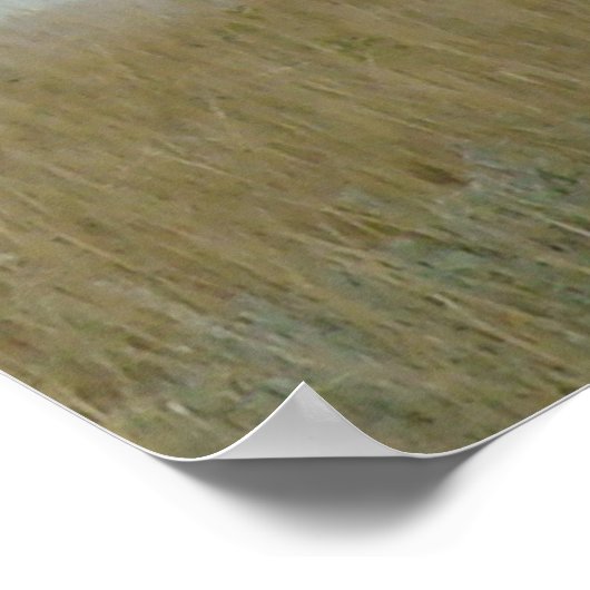 E5 Bull Elk en Yearling Poster (Hoek)