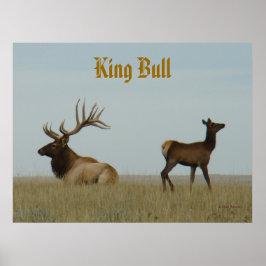 E5 Bull Elk en Yearling Poster
