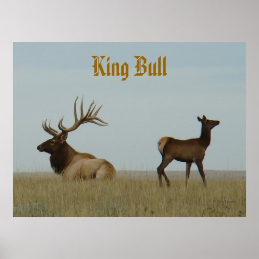 E5 Bull Elk en Yearling Poster (Voorkant)