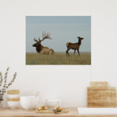 E5 Bull Elk en Yearling Poster (Keuken)