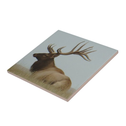 E5 Bull Elk Huge Bull Tegeltje (Zijkant)