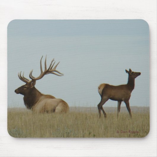 E5 Bullen-eland en jaarling Muismat (Voorkant)