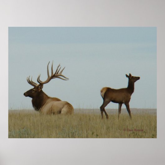 E5 mannetjeseland en jong mannelijk eland poster (Voorkant)