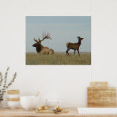 E5 mannetjeseland en jong mannelijk eland poster (Keuken)