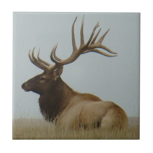 E5 mannetjeseland enorme stier tegeltje (Voorkant)