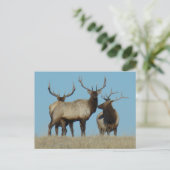 E60 Bull Elk Sky Lined Briefkaart (Staand voorkant)