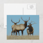 E60 Bull Elk Sky Lined Briefkaart (Voorkant / Achterkant)