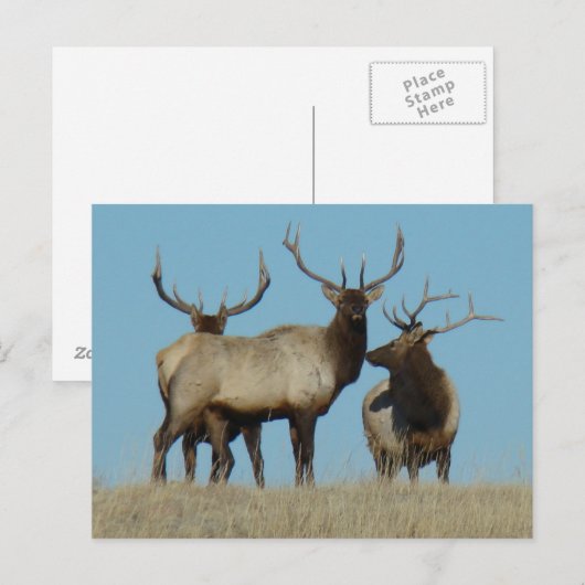 E60 Bull Elk Sky Lined Briefkaart (Voorkant / Achterkant)
