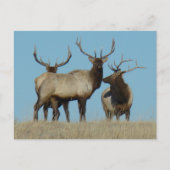E60 Bull Elk Sky Lined Briefkaart (Voorkant)
