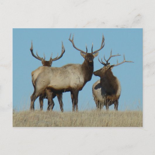 E60 Bull Elk Sky Lined Briefkaart (Voorkant)