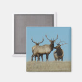 E60 Bull Elk Sky Lined Magneet (Voorkant / Achterkant)