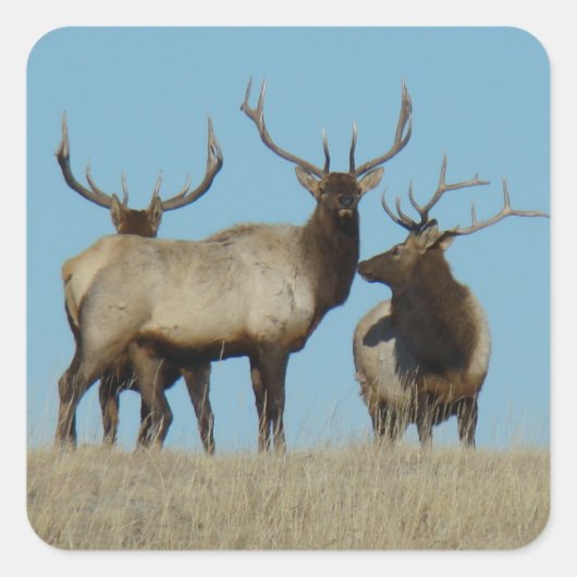 E60 Bull Elk Sky Lined Vierkante Sticker (Voorkant)
