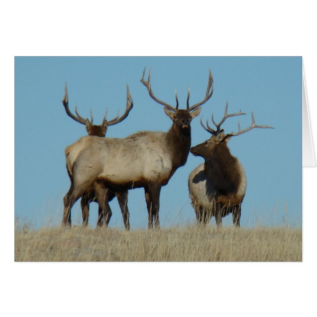 E60 Wapiti Stier Afgetekend Tegen De Lucht (Voorkant Horizontaal)