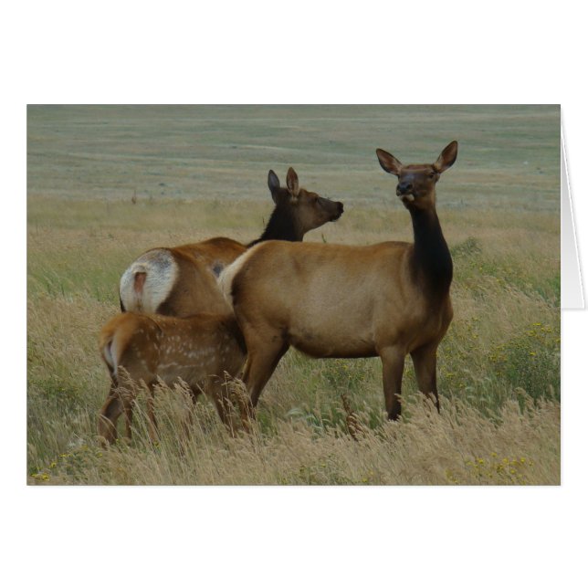 E61 Koe-eland en kalf (Voorkant Horizontaal)