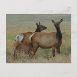 E61 Koe-eland en kalf Briefkaart