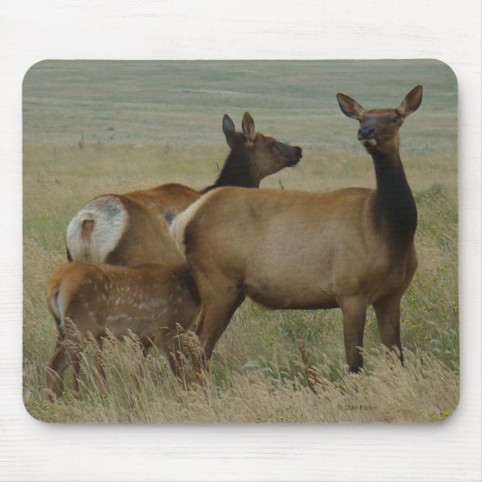 E61 Koe Eland en Kalf Muismat (Voorkant)