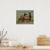 E61 Koe-eland en kalf Poster (Keuken)
