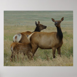 E61 Koe-eland en kalf Poster