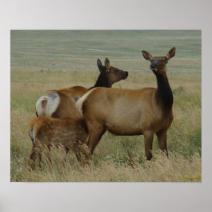 E61 Koe-eland en kalf Poster