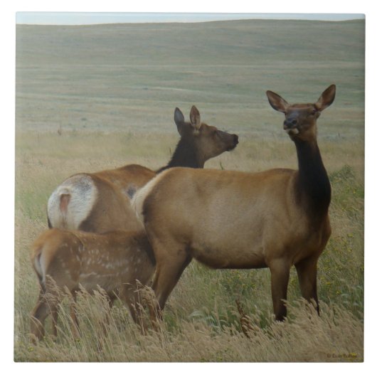 E61 Koe-eland en kalf Tegeltje (Voorkant)