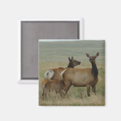 E61 Koe Elk en Calf Magneet (Voorkant / Achterkant)