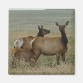 E61 Koe Elk en Calf Magneet