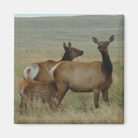 E61 Koe Elk en Calf Magneet (Voorkant)