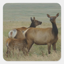 E61 Koe-wapitihengst en kalf Vierkante Sticker