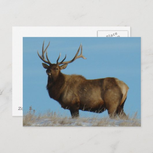 E62 Bull Elk Sky Lined Briefkaart (Voorkant / Achterkant)