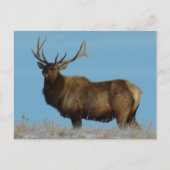 E62 Bull Elk Sky Lined Briefkaart (Voorkant)
