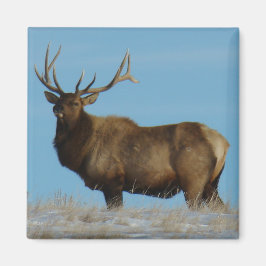 E62 Bull Elk Sky Lined Magneet