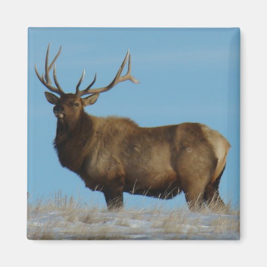 E62 Bull Elk Sky Lined Magneet (Voorkant)