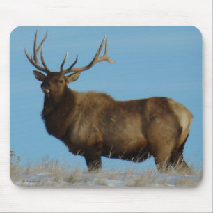 E62 Bull Elk Sky Lined Muismat