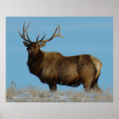 E62 Bull Elk Sky Lined Poster (Voorkant)