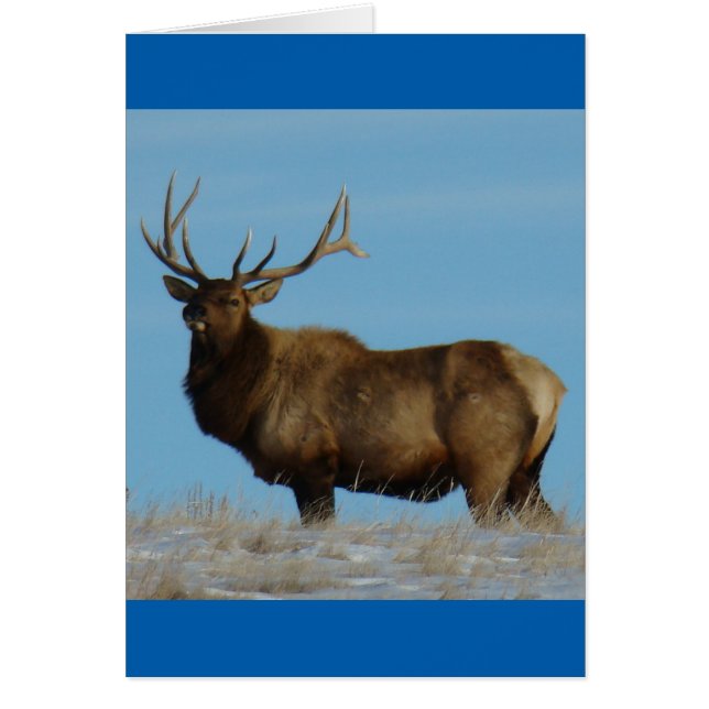 E62 Wapiti onder de luchtlijn (Voorkant)